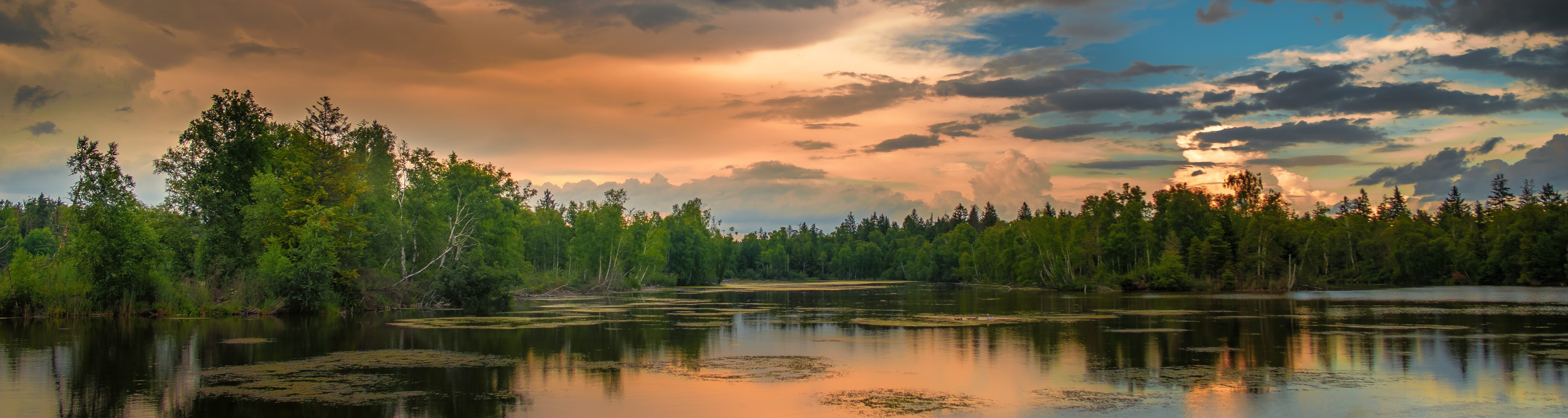 Stock image of a swamp